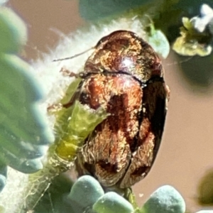 Elaphodes cervinus at Magpie Hill Park, Lyneham - 3 Mar 2024 12:43 PM