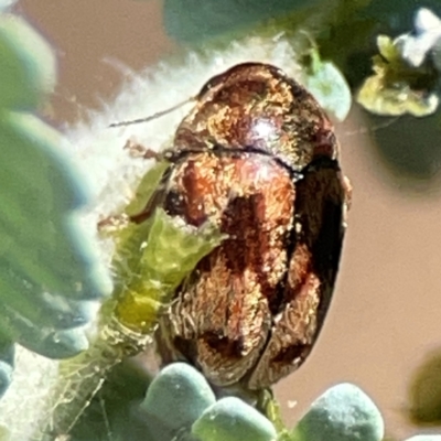 Elaphodes cervinus (Leaf beetle) at Lyneham, ACT - 3 Mar 2024 by Hejor1