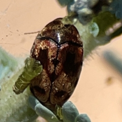 Elaphodes cervinus at Magpie Hill Park, Lyneham - 3 Mar 2024 12:43 PM