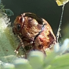 Elaphodes cervinus at Magpie Hill Park, Lyneham - 3 Mar 2024