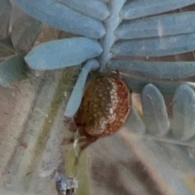 Unidentified Orb-weaving spider (several families) at Magpie Hill Park, Lyneham - 3 Mar 2024 by Hejor1