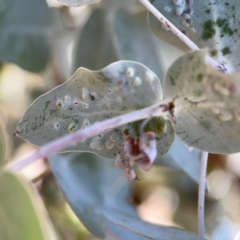 Unidentified Eucalyptus Gall at Lyneham, ACT - 3 Mar 2024 by Hejor1