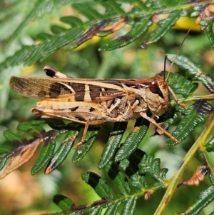 Oedaleus australis at QPRC LGA - 3 Mar 2024