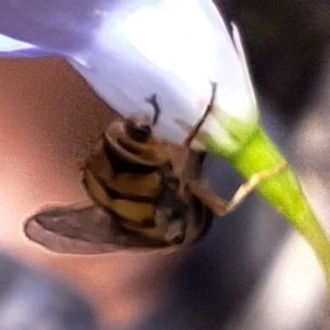 Simosyrphus grandicornis at Mulligans Flat - 18 Feb 2024