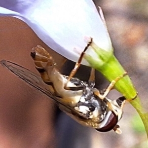 Simosyrphus grandicornis at Mulligans Flat - 18 Feb 2024