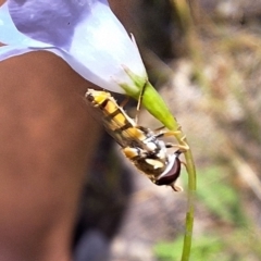 Simosyrphus grandicornis at Mulligans Flat - 18 Feb 2024