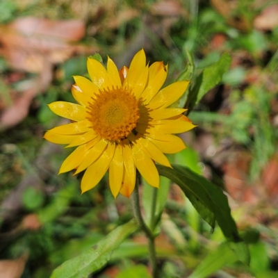 Xerochrysum bracteatum (Golden Everlasting) at Harolds Cross, NSW - 3 Mar 2024 by MatthewFrawley