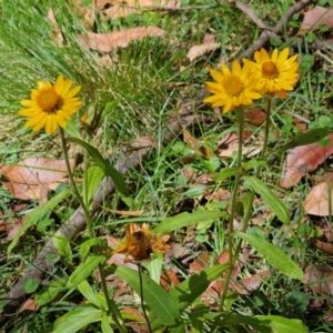 Xerochrysum bracteatum at QPRC LGA - 3 Mar 2024