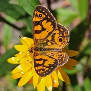 Oreixenica lathoniella at Tallaganda State Forest - 3 Mar 2024