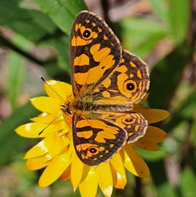 Oreixenica lathoniella (Silver Xenica) at Tallaganda State Forest - 3 Mar 2024 by MatthewFrawley