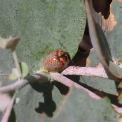 Paropsisterna m-fuscum (Eucalyptus Leaf Beetle) at Mount Majura - 3 Mar 2024 by JodieR