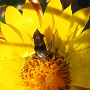 Eretmocera (genus) (Scythrididae family) at Mount Majura - 3 Mar 2024