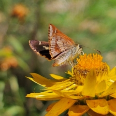 Dispar compacta (Barred Skipper) at Harolds Cross, NSW - 3 Mar 2024 by MatthewFrawley