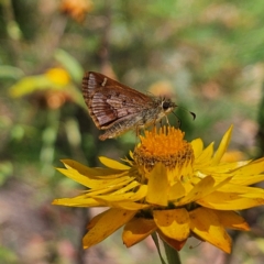 Dispar compacta at Tallaganda State Forest - 3 Mar 2024 12:14 PM