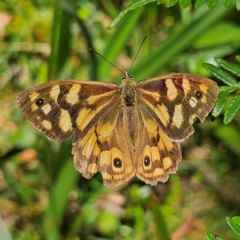 Heteronympha paradelpha (Spotted Brown) at QPRC LGA - 3 Mar 2024 by MatthewFrawley