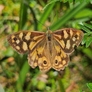 Heteronympha paradelpha at Tallaganda State Forest - 3 Mar 2024