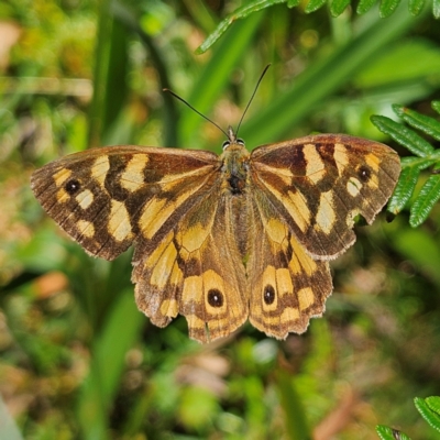 Heteronympha paradelpha (Spotted Brown) at QPRC LGA - 3 Mar 2024 by MatthewFrawley