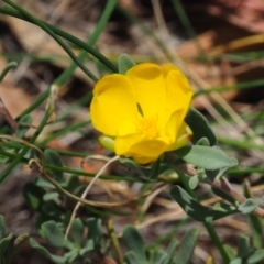 Hibbertia obtusifolia (Grey Guinea-flower) at Mount Majura - 3 Mar 2024 by JodieR