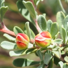 Hibbertia obtusifolia at Mount Majura - 3 Mar 2024