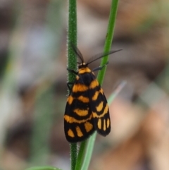 Asura lydia (Lydia Lichen Moth) at Mount Majura - 3 Mar 2024 by JodieR