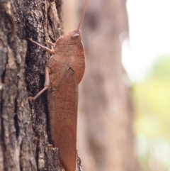 Goniaea australasiae (Gumleaf grasshopper) at Mount Majura - 3 Mar 2024 by JodieR