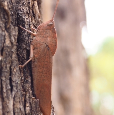 Goniaea australasiae (Gumleaf grasshopper) at Watson, ACT - 3 Mar 2024 by JodieR