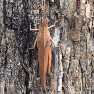 Goniaea australasiae at Mount Majura - 3 Mar 2024