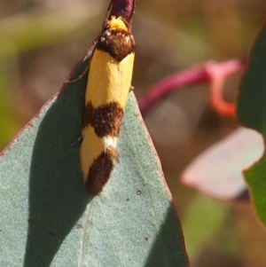 Chrysonoma fascialis at Mount Majura - 3 Mar 2024