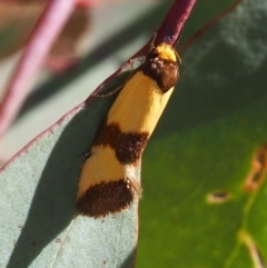 Chrysonoma fascialis at Mount Majura - 3 Mar 2024