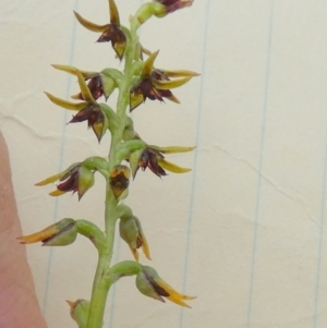 Corunastylis clivicola at QPRC LGA - suppressed