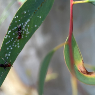 Iridomyrmex purpureus (Meat Ant) at Lyneham, ACT - 3 Mar 2024 by Hejor1