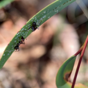 Iridomyrmex purpureus at Magpie Hill Park, Lyneham - 3 Mar 2024