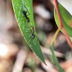 Iridomyrmex purpureus at Magpie Hill Park, Lyneham - 3 Mar 2024