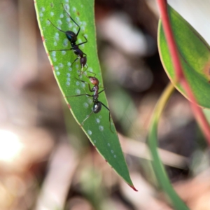 Iridomyrmex purpureus at Magpie Hill Park, Lyneham - 3 Mar 2024