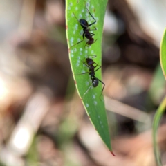 Iridomyrmex purpureus at Magpie Hill Park, Lyneham - 3 Mar 2024 12:26 PM