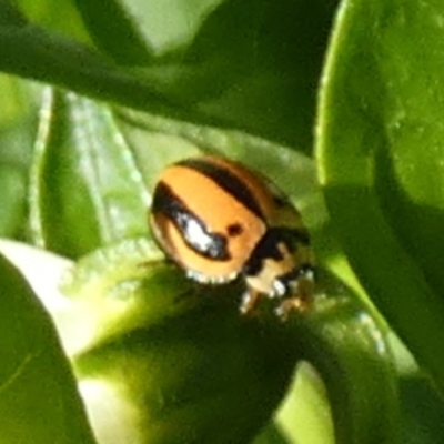 Micraspis frenata (Striped Ladybird) at QPRC LGA - 2 Mar 2024 by Paul4K