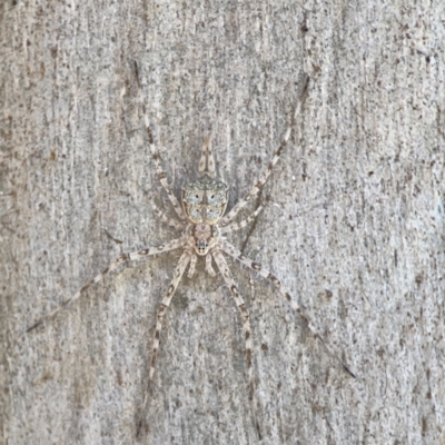 Tamopsis sp. (genus) (Two-tailed spider) at Magpie Hill Park, Lyneham - 3 Mar 2024 by Hejor1