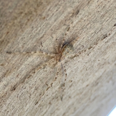 Tamopsis sp. (genus) at Magpie Hill Park, Lyneham - 3 Mar 2024 12:28 PM