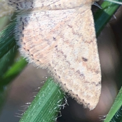 Scopula rubraria (Reddish Wave, Plantain Moth) at Magpie Hill Park, Lyneham - 3 Mar 2024 by Hejor1
