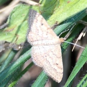 Scopula rubraria at Magpie Hill Park, Lyneham - 3 Mar 2024