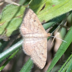 Scopula rubraria at Magpie Hill Park, Lyneham - 3 Mar 2024