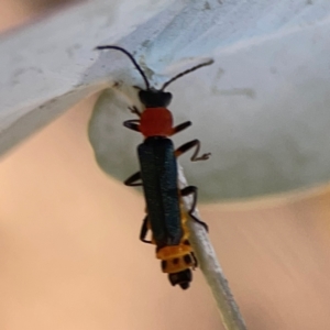 Chauliognathus tricolor at Magpie Hill Park, Lyneham - 3 Mar 2024