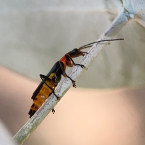 Chauliognathus tricolor at Magpie Hill Park, Lyneham - 3 Mar 2024 12:38 PM