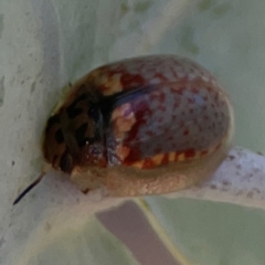 Paropsisterna m-fuscum (Eucalyptus Leaf Beetle) at Magpie Hill Park, Lyneham - 3 Mar 2024 by Hejor1