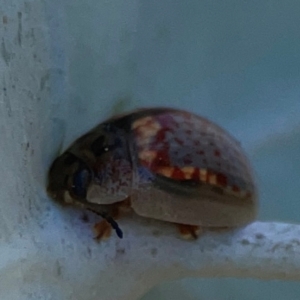 Paropsisterna m-fuscum at Magpie Hill Park, Lyneham - 3 Mar 2024 12:38 PM