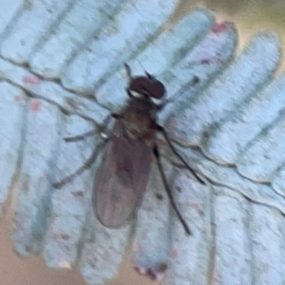 Diptera (order) at Magpie Hill Park, Lyneham - 3 Mar 2024 by Hejor1