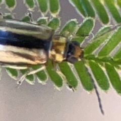 Monolepta froggatti (Leaf beetle) at Magpie Hill Park, Lyneham - 3 Mar 2024 by Hejor1