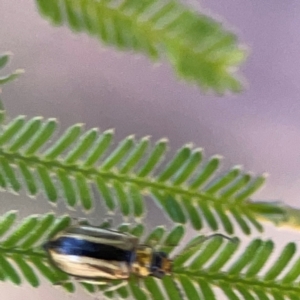 Monolepta froggatti at Magpie Hill Park, Lyneham - 3 Mar 2024