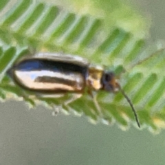 Monolepta froggatti at Magpie Hill Park, Lyneham - 3 Mar 2024