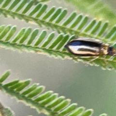 Monolepta froggatti at Magpie Hill Park, Lyneham - 3 Mar 2024